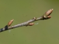 Quercus petraea bourgeon 2010