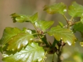 Quercus petraea fleur 2010