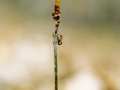 Quercus petraea plantule (Vincence 2004)