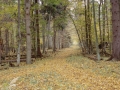 Forêt primaire de Bialowieza