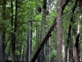 Forêt primaire de Bialowieza