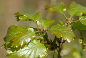 Quercus_petraea_fleur